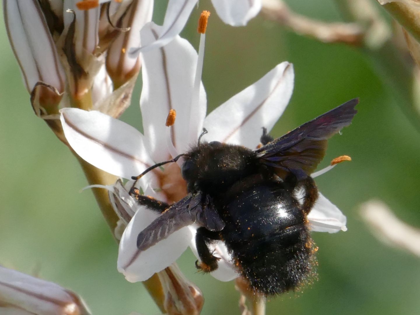 Apidae: maschio di Xilocopa violacea
